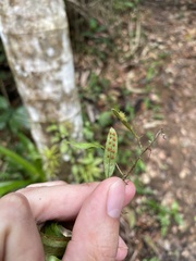 Microgramma piloselloides