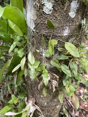 Microgramma piloselloides