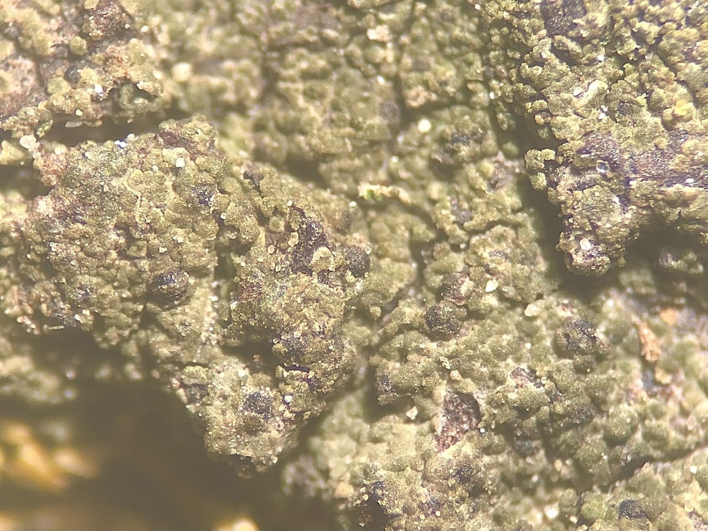 Verrucaria quercina
