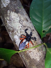 Calliclopius nigripes