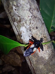 Calliclopius nigripes