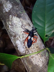 Calliclopius nigripes