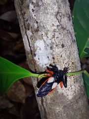 Calliclopius nigripes