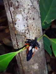 Calliclopius nigripes