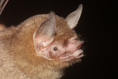 Pteronotus personatus psilotis