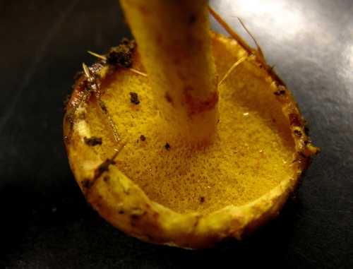 Chicken Fat Mushroom