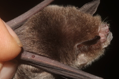 Pteronotus personatus psilotis