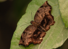 Achlyodes busirus heros