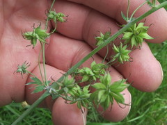 Thalictrum fendleri polycarpum