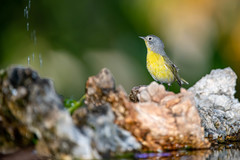 Leiothlypis ruficapilla