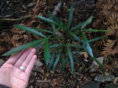 Pseudopanax crassifolius × lessonii
