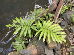 Meniscium reticulatum