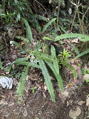 Nephrolepis rivularis