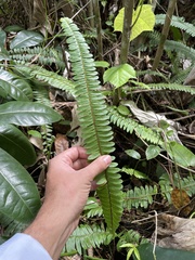 Nephrolepis rivularis