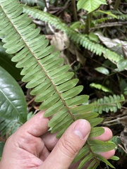 Nephrolepis rivularis