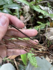 Nephrolepis rivularis