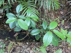 Ficus trigonata