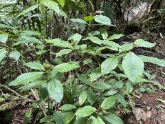 Palicourea brachiata