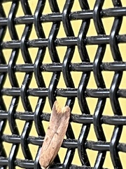 Tachystola acroxantha