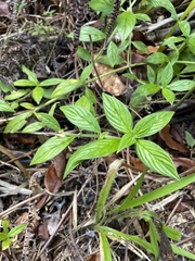 Hexasepalum sarmentosum