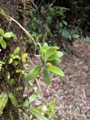 Columnea scandens