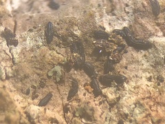 Hysterium hyalinum