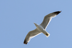 Larus