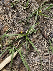 Hypoxis decumbens