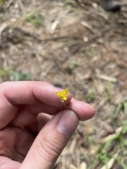 Hypoxis decumbens