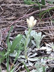 Antennaria microphylla