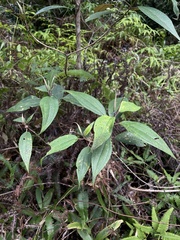 Miconia urbanii