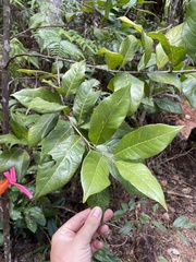 Styrax portoricensis