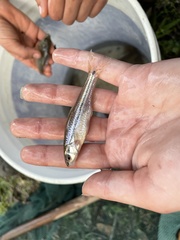 Notropis atrocaudalis