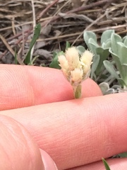 Antennaria microphylla