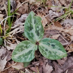 Trillium reliquum