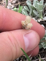 Antennaria microphylla