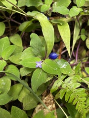 Coccocypselum herbaceum