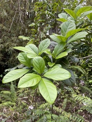 Cordia borinquensis