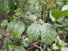 Coffea liberica