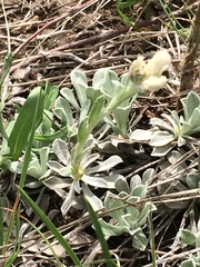 Antennaria microphylla