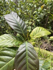 Coffea liberica