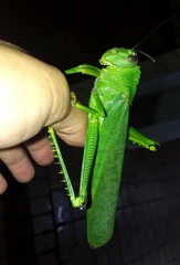 Tropidacris cristata grandis
