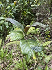 Coffea liberica