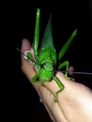 Tropidacris cristata grandis