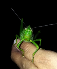 Tropidacris cristata grandis