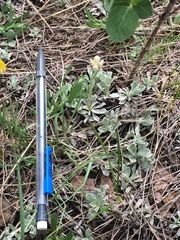 Antennaria microphylla