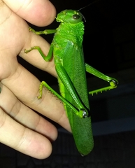 Tropidacris cristata grandis