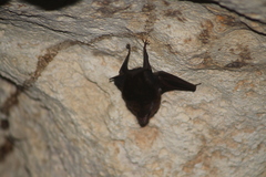 Peropteryx macrotis