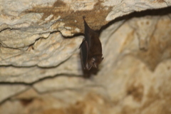 Peropteryx macrotis