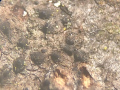 Trematosphaeria crassiseptata